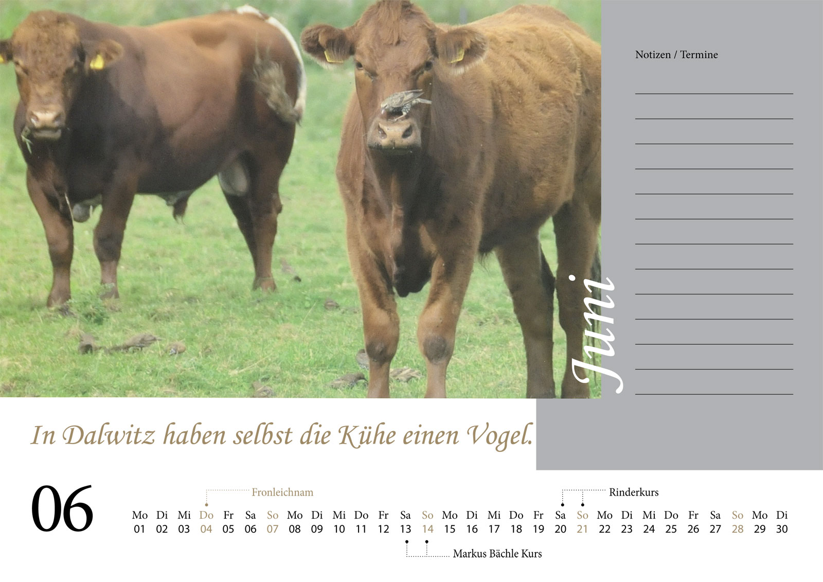 Kalender 2026 Gut Dalwitz - Juni - In Dalwitz haben selbst die Kühe einen Vogel